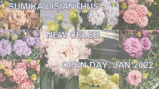 Sumika liaisnthus “New celeb” in Kumamoto open day on Jan 2022