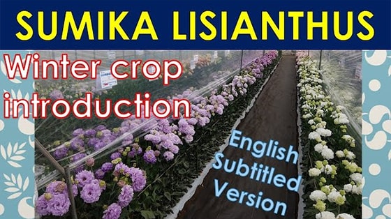 SUMIKA Lisianthus winter crop introduction in Kumamoto(south of Japan)