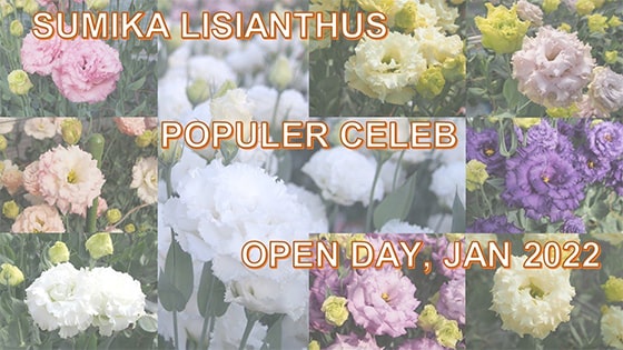 Sumika lisianthus “Pop celeb” in Kumamoto open day on Jan 2022