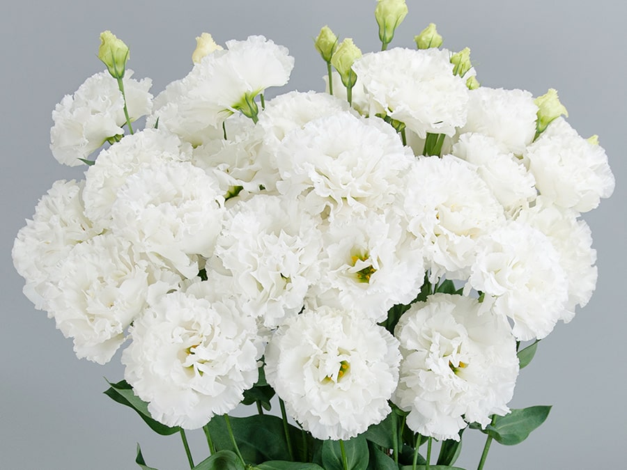 Celeb 1 | Lisianthus | Flower Seeds | Products | SUMIKA AGROTECH CO., LTD.