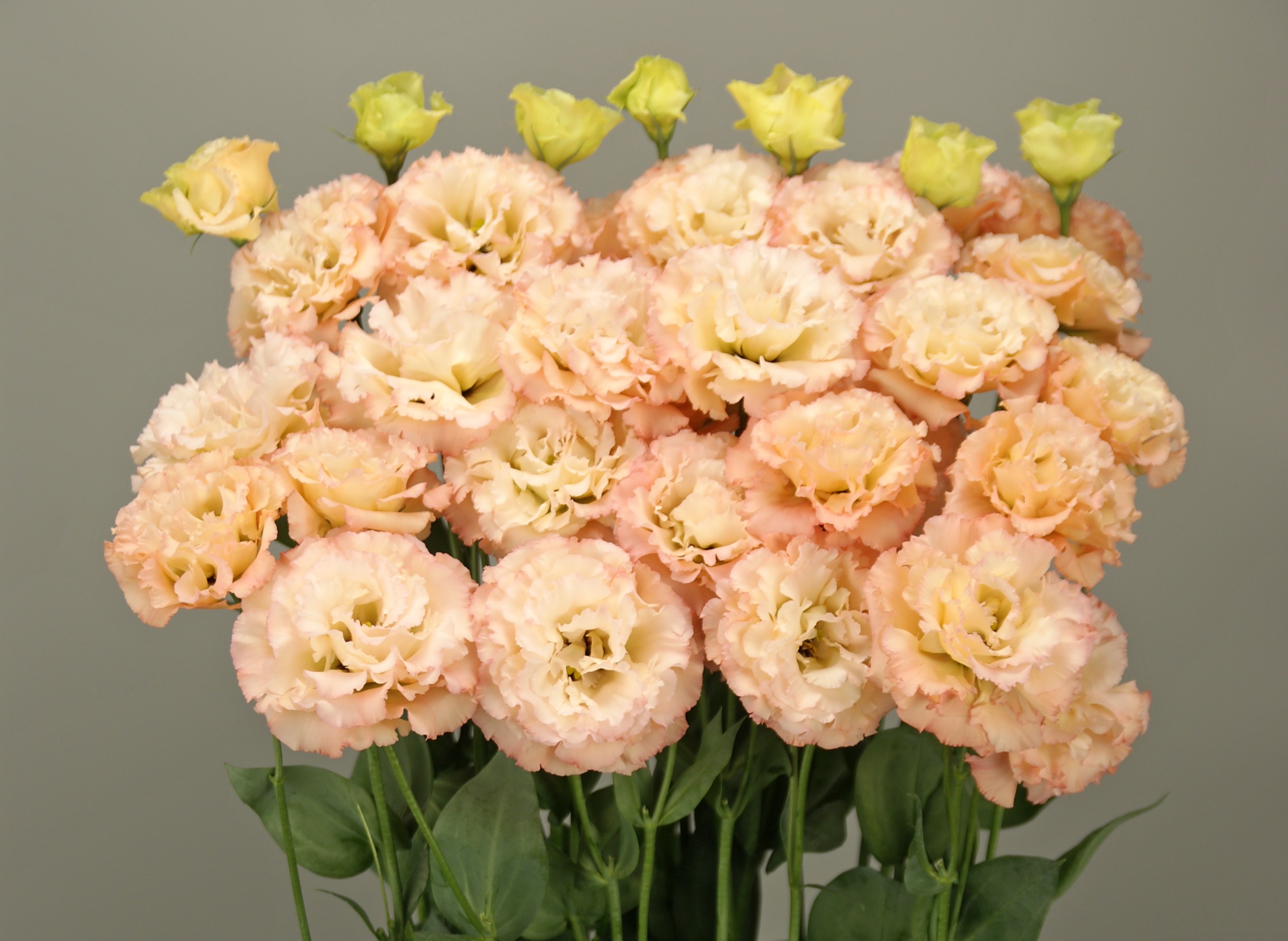 F17-716 Celeb 2 Apricot