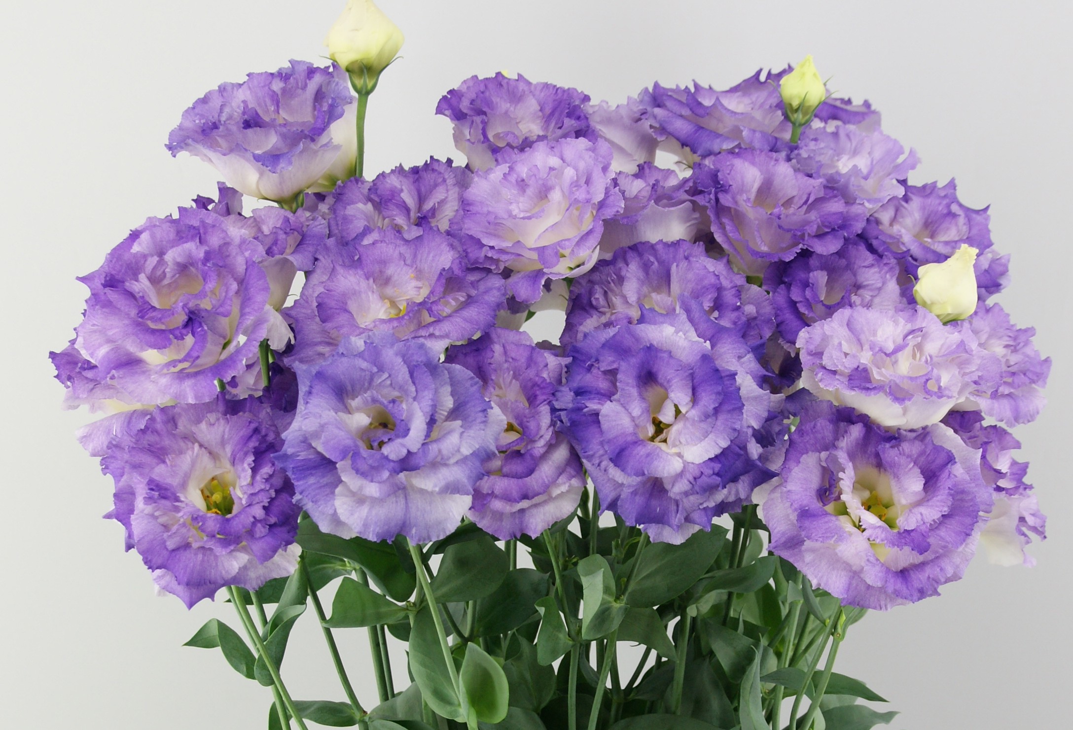 F15-966 Celeb 2 Blue Flash