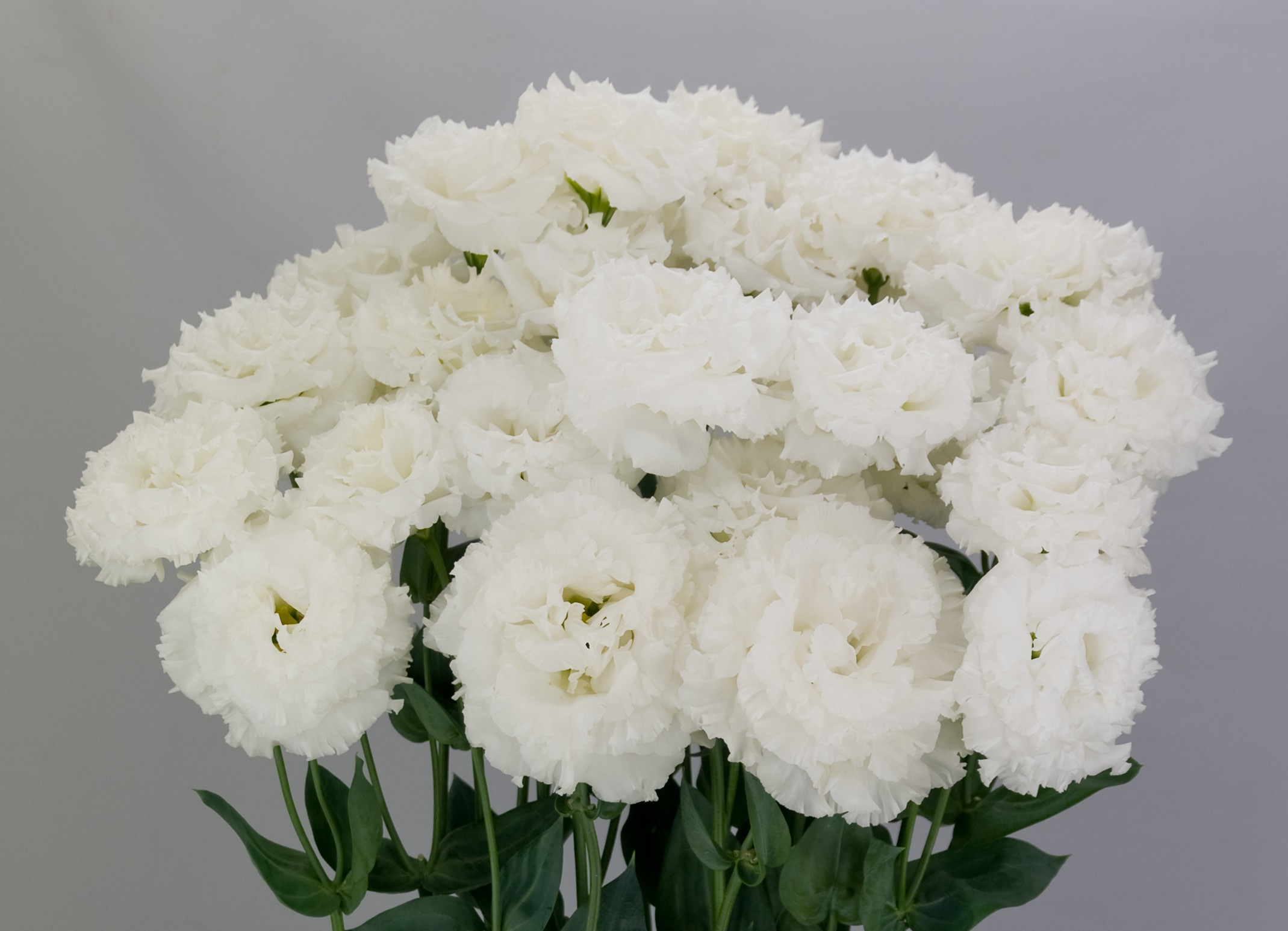 F14-479 Celeb 2 Crystal