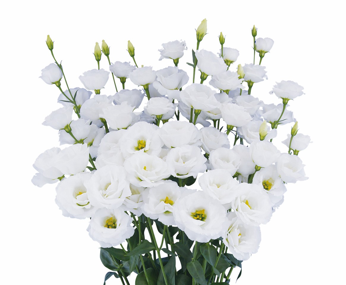 F08-513 Arosa 1 White