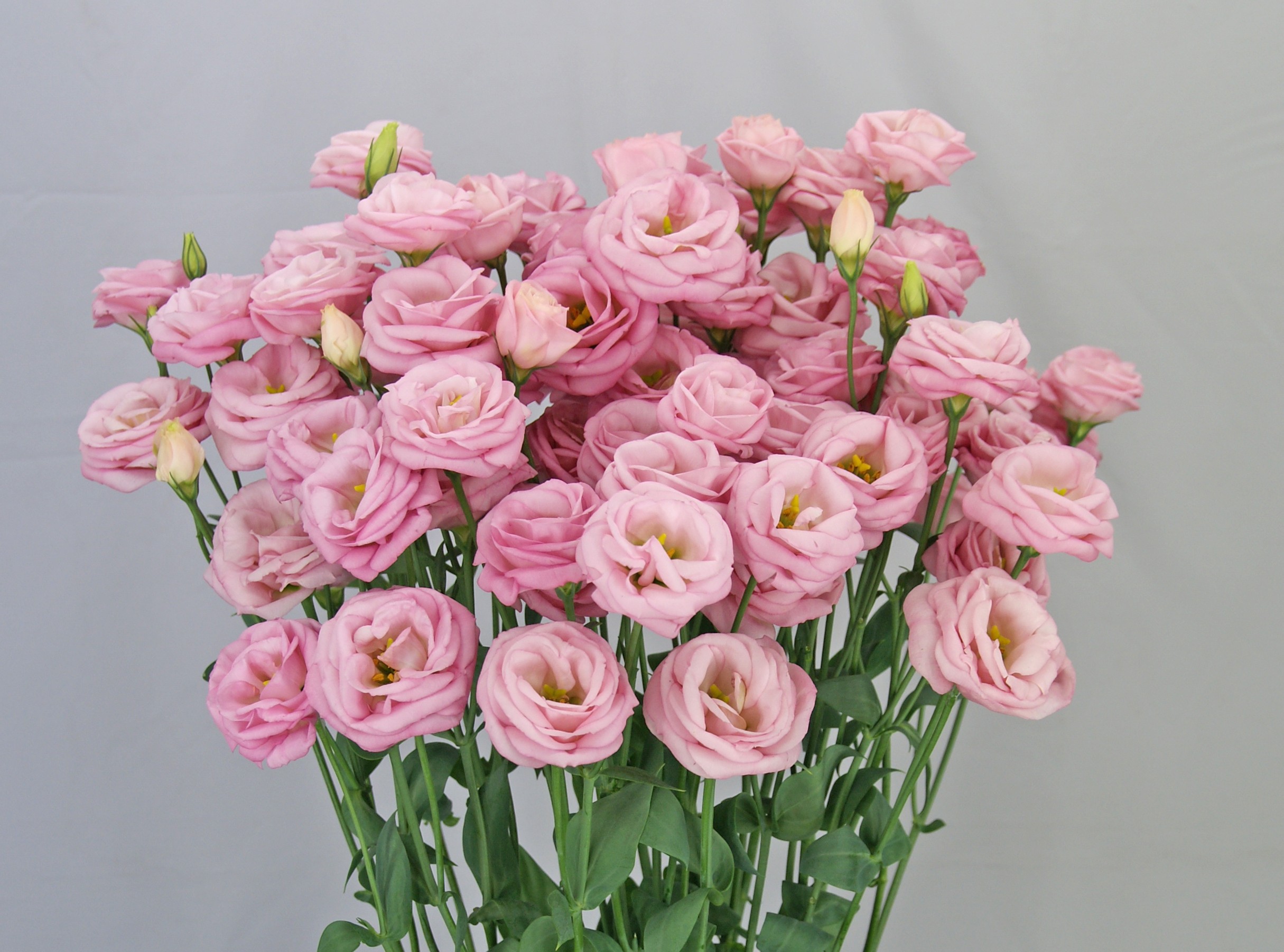 F11-593 Arosa 2 Light Pink