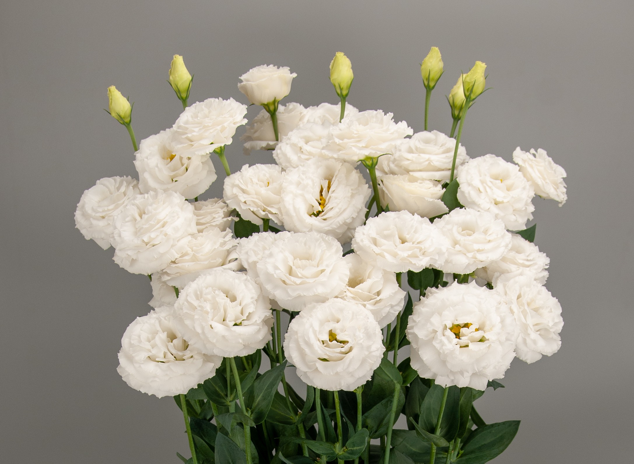 F19-422 Arosa 2 Pure White