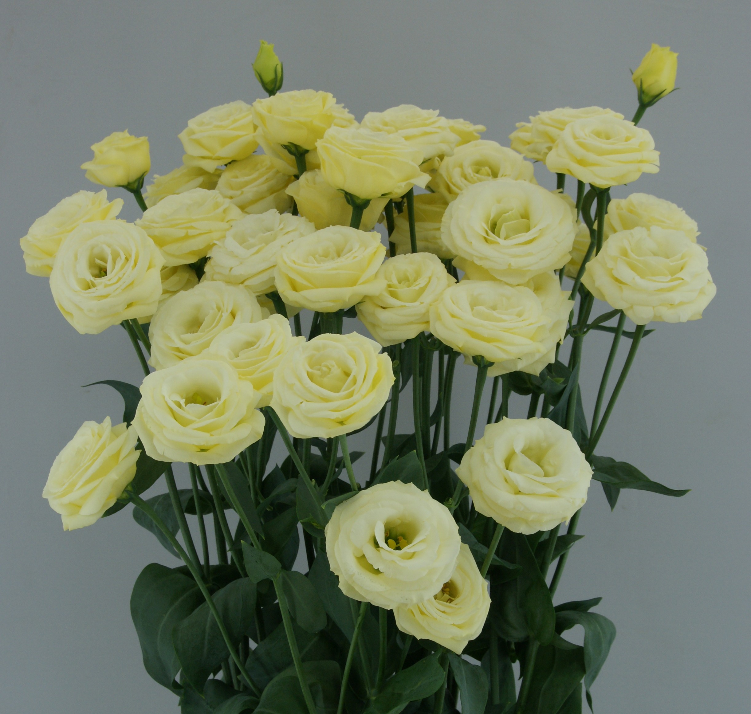 F08-940 Arosa 2 Yellow