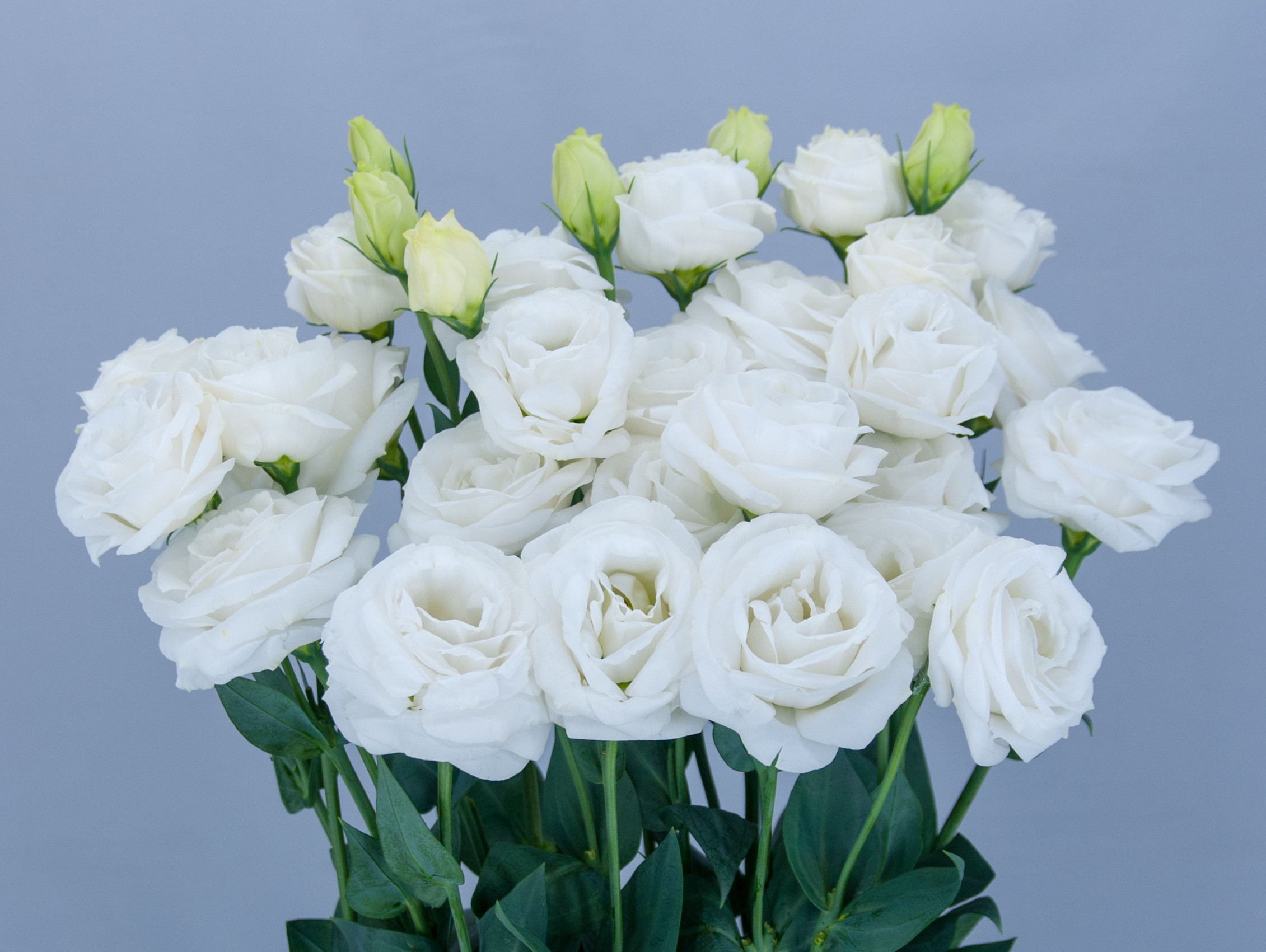 F14-936 Arosa 3 Angel