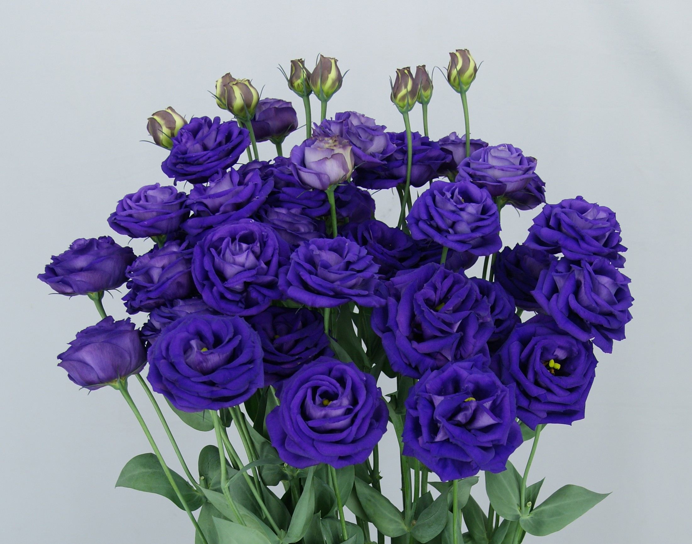 F11-854 Arosa 3 Blue