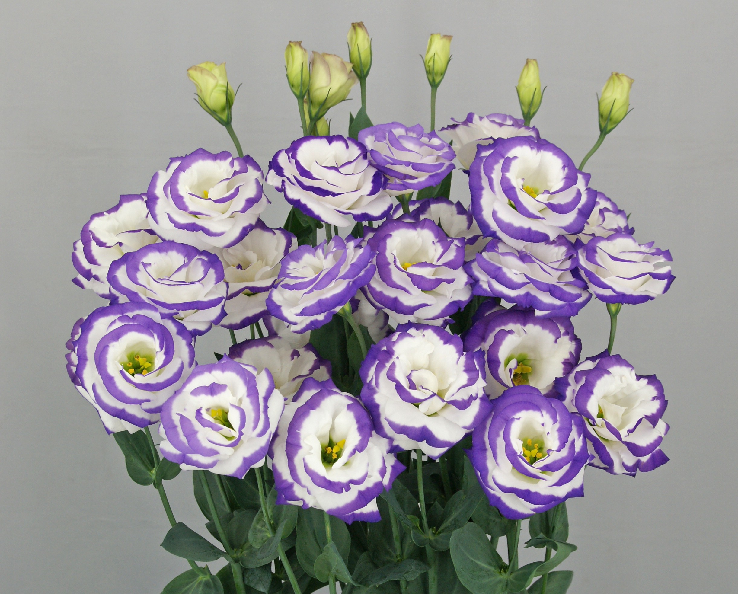 F13-374 Arosa 3 Blue Picotee