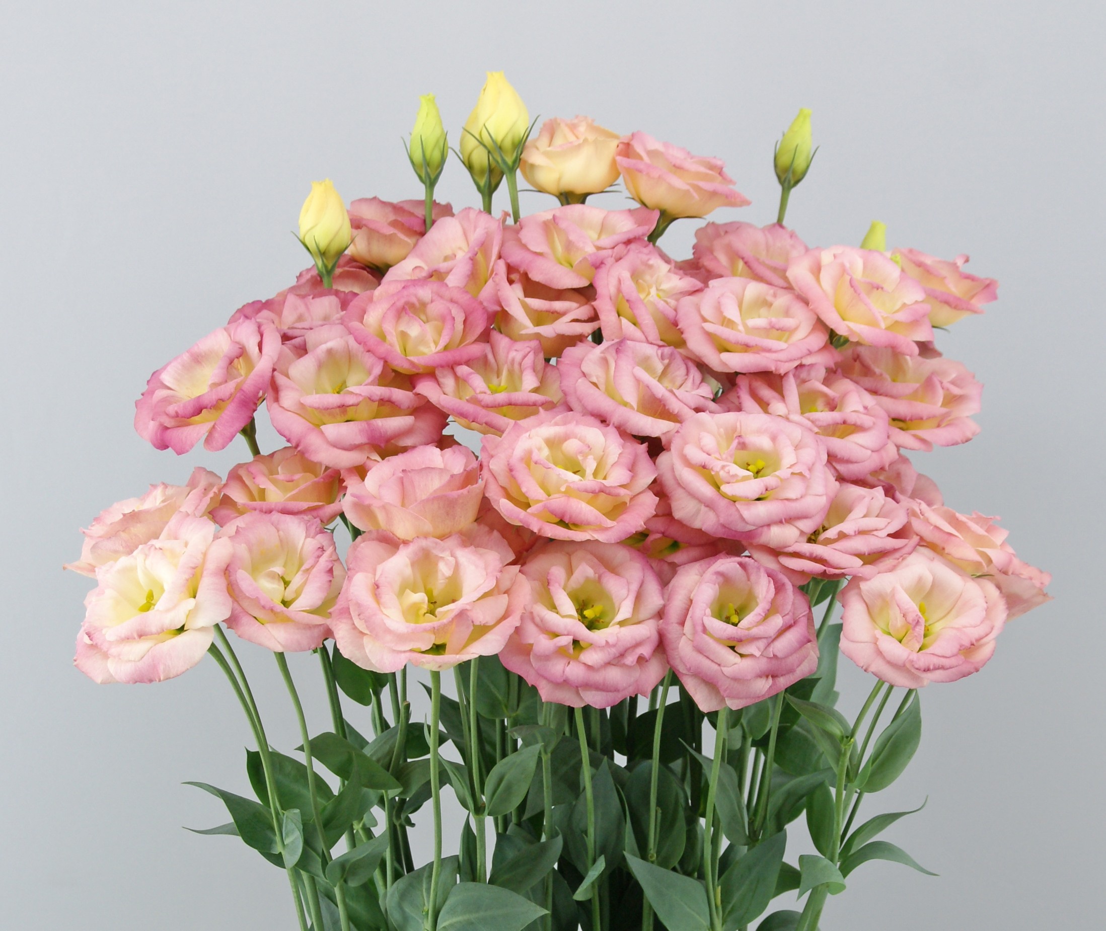 F15-324 Arosa 3 Champagne