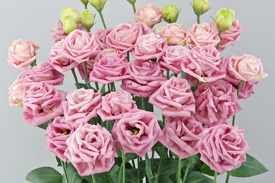 F16-956 Arosa 3 Pink ver.2 