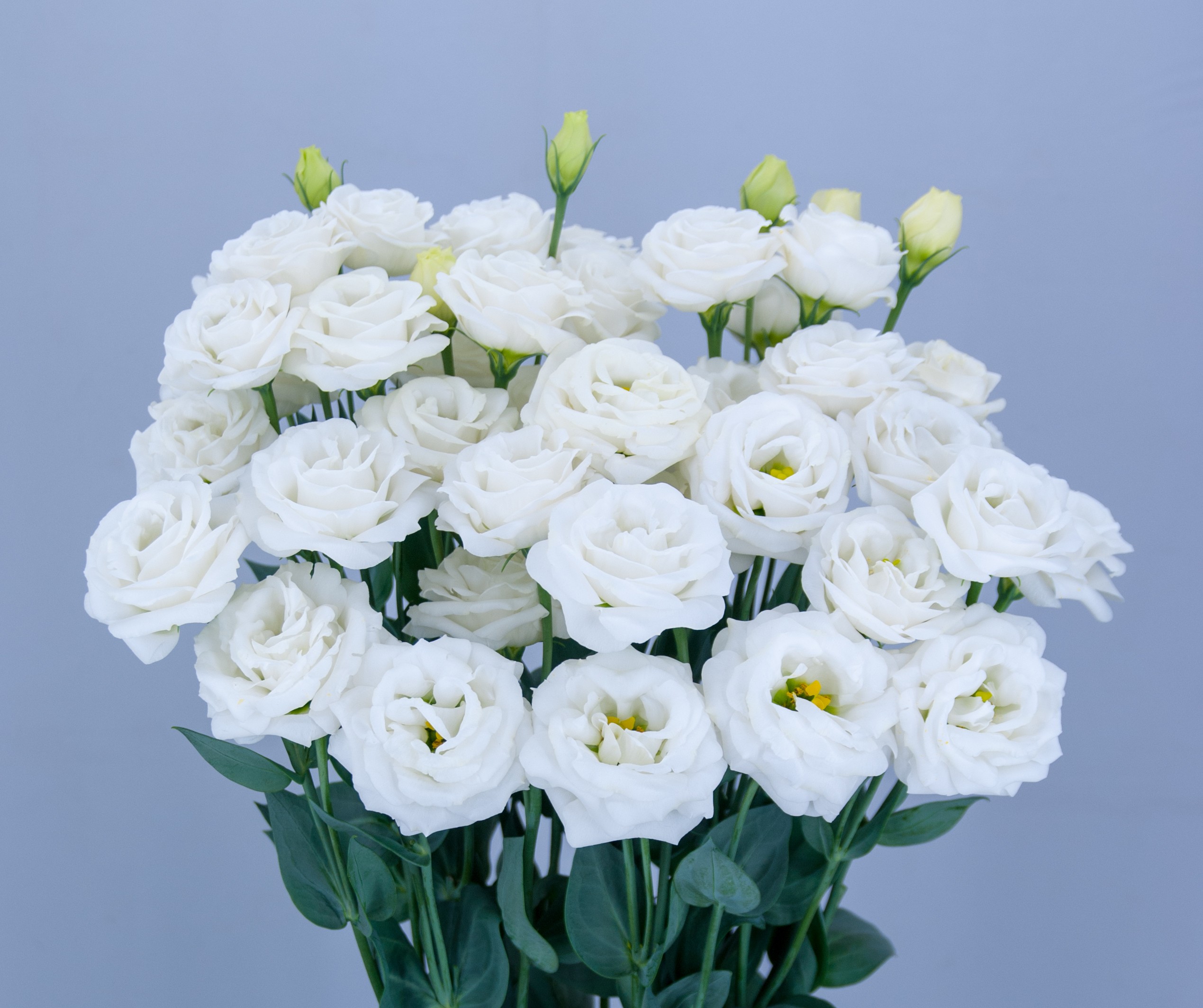 F13-907 Arosa 3 Fairy