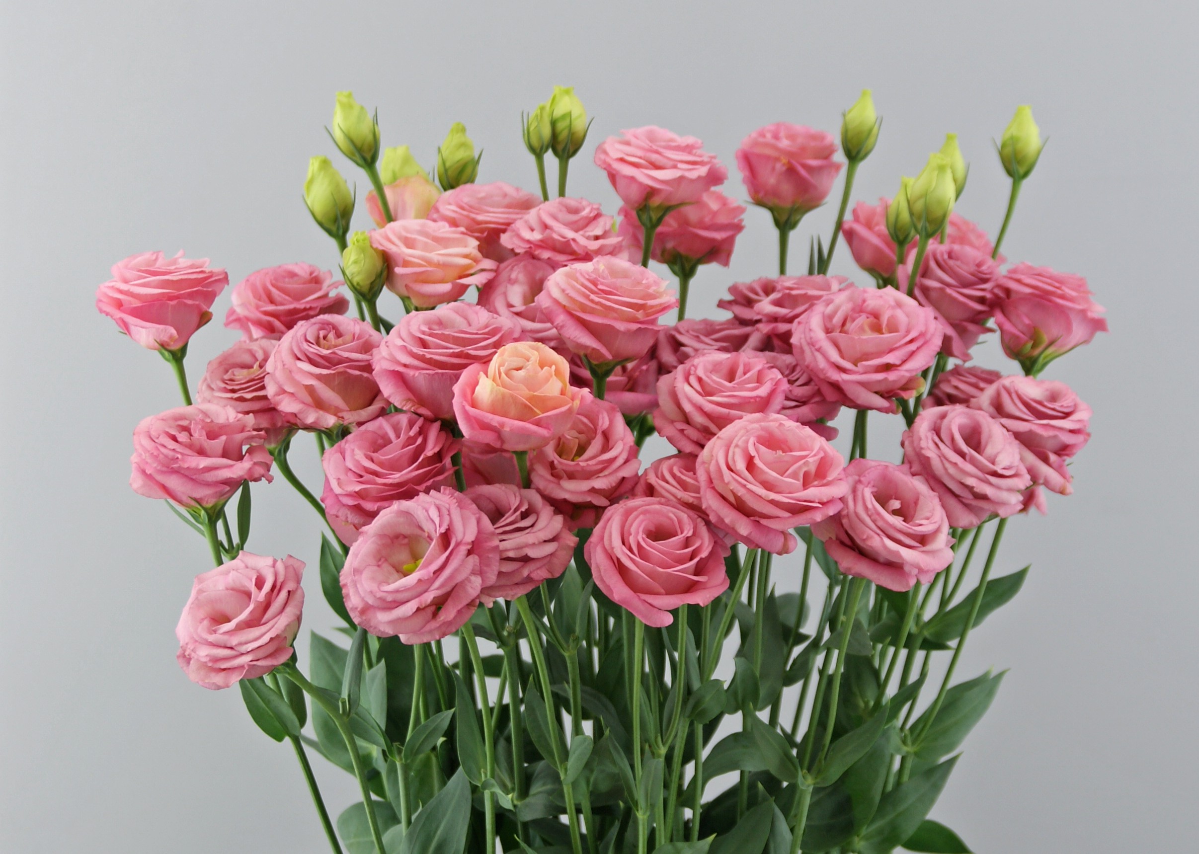 F16-222 Arosa 3 Pretty