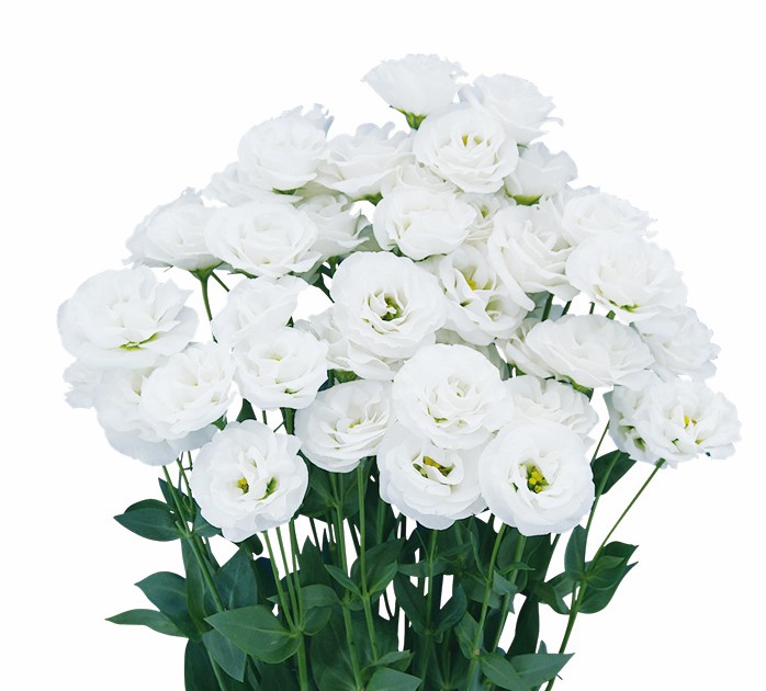 F10-923 Arosa 3 Pure White