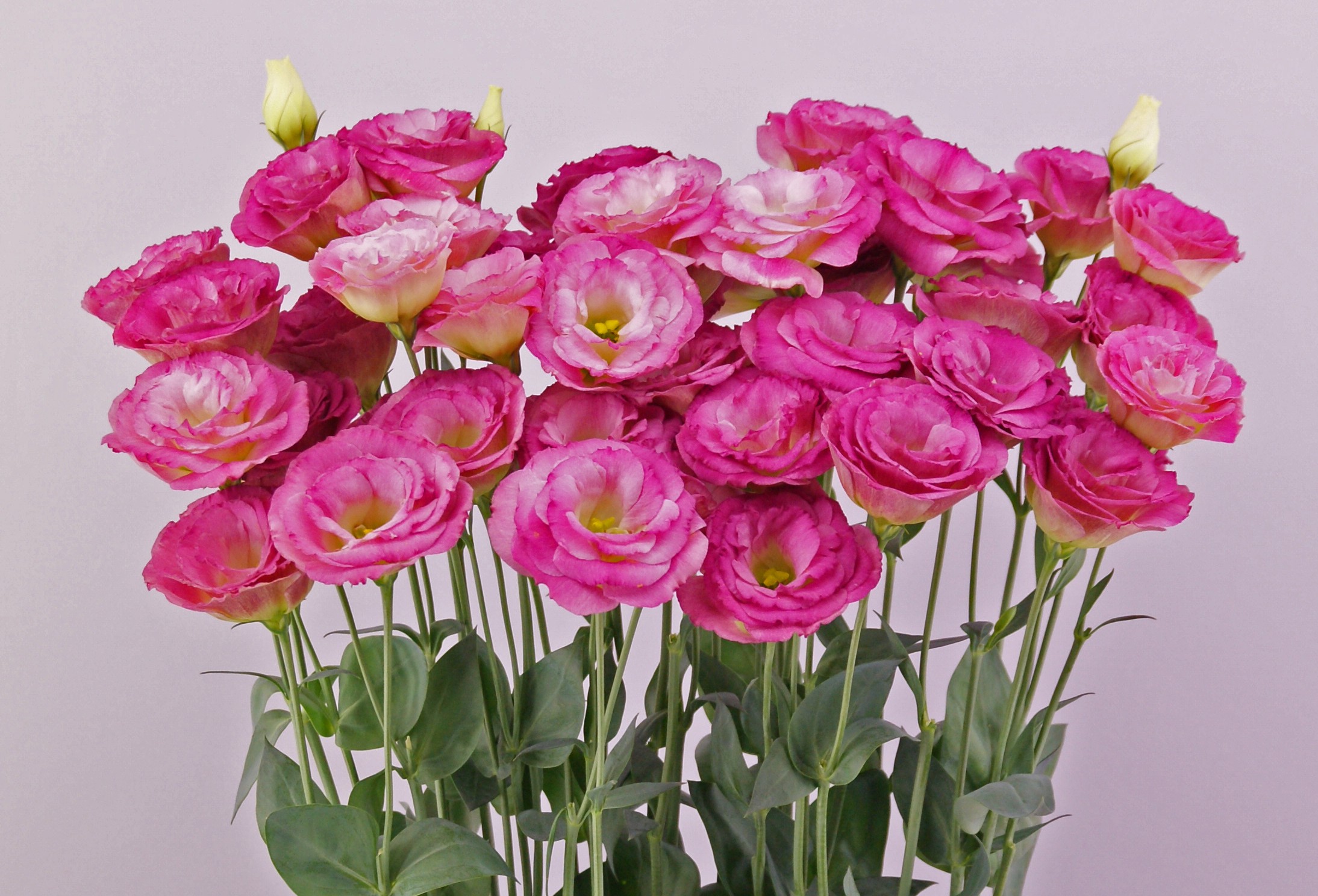 F16-945 Arosa 3 Red Flash