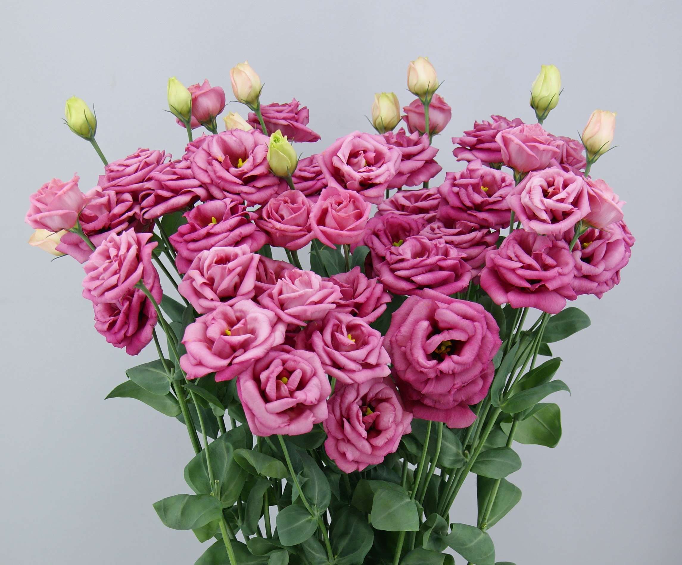 F09-956 Arosa 3 Rouge