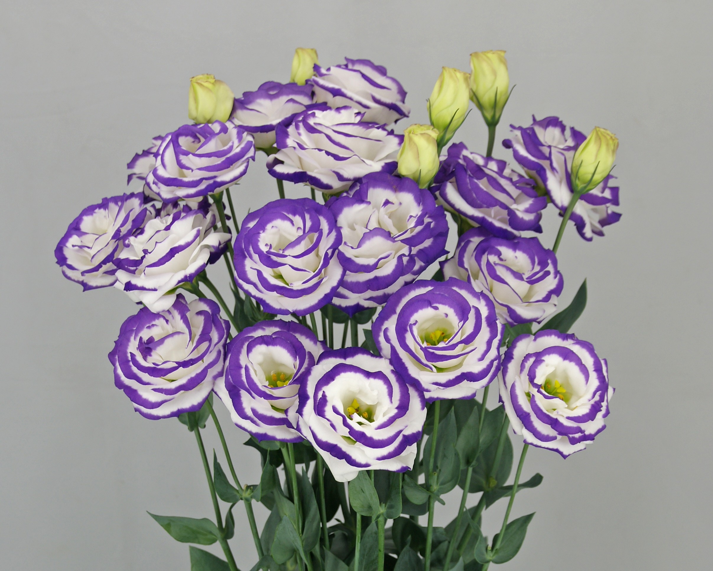 F13-375 Arosa 4 Blue Picotee