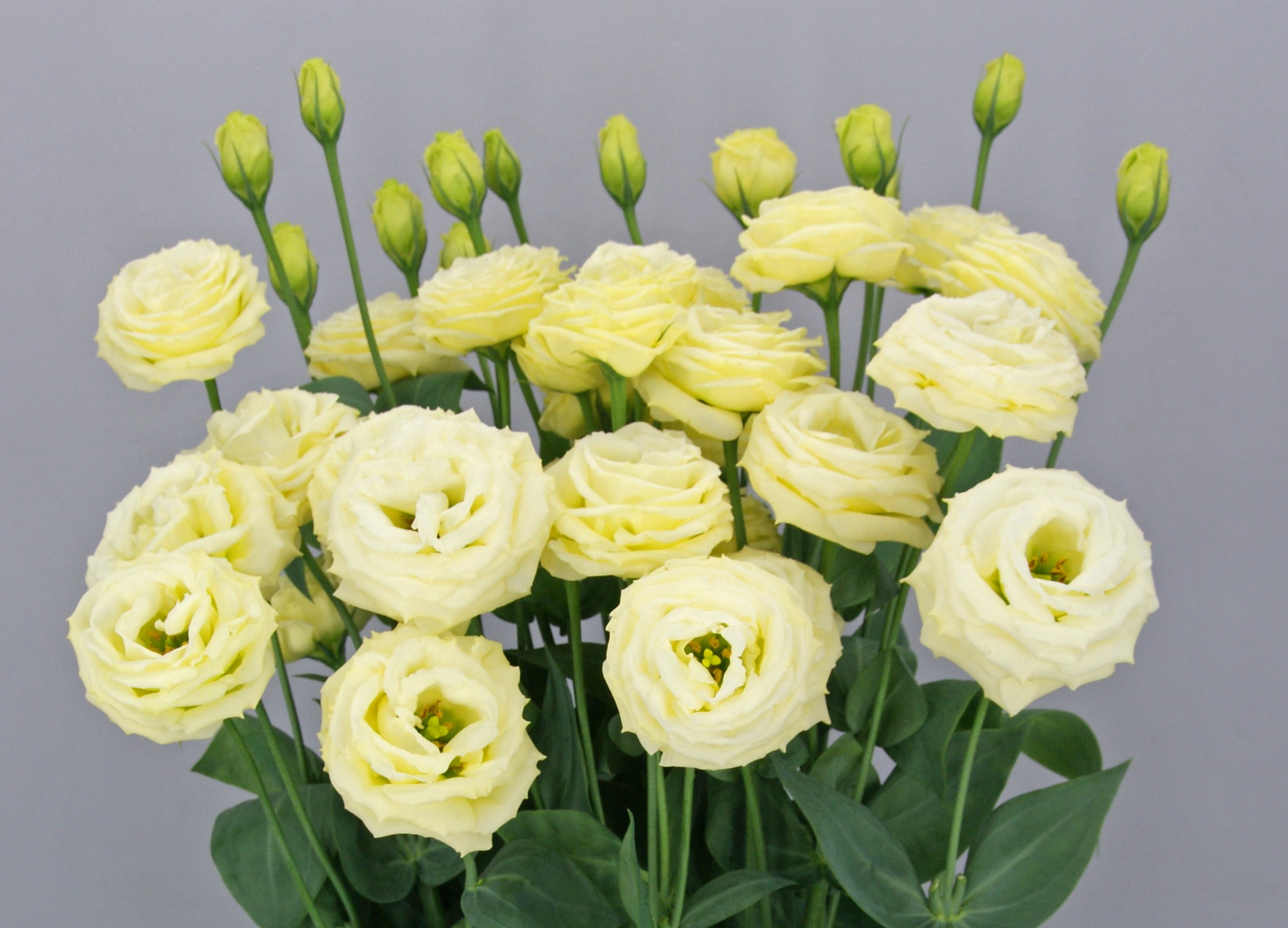 F11-559 Arosa 4 Yellow