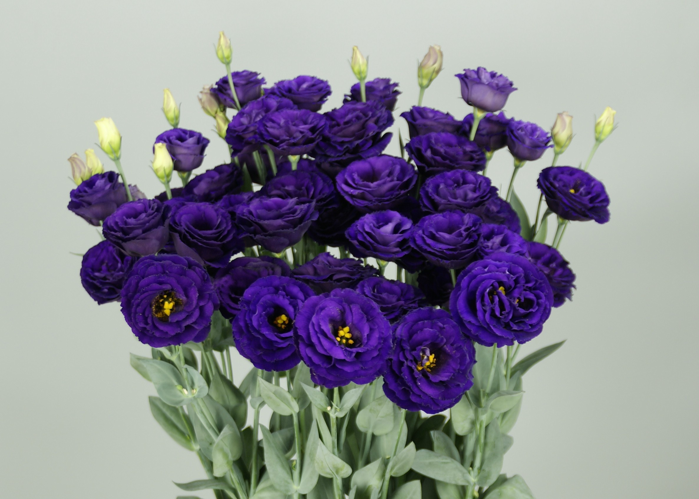 F18-874 Arosa 4 Violet