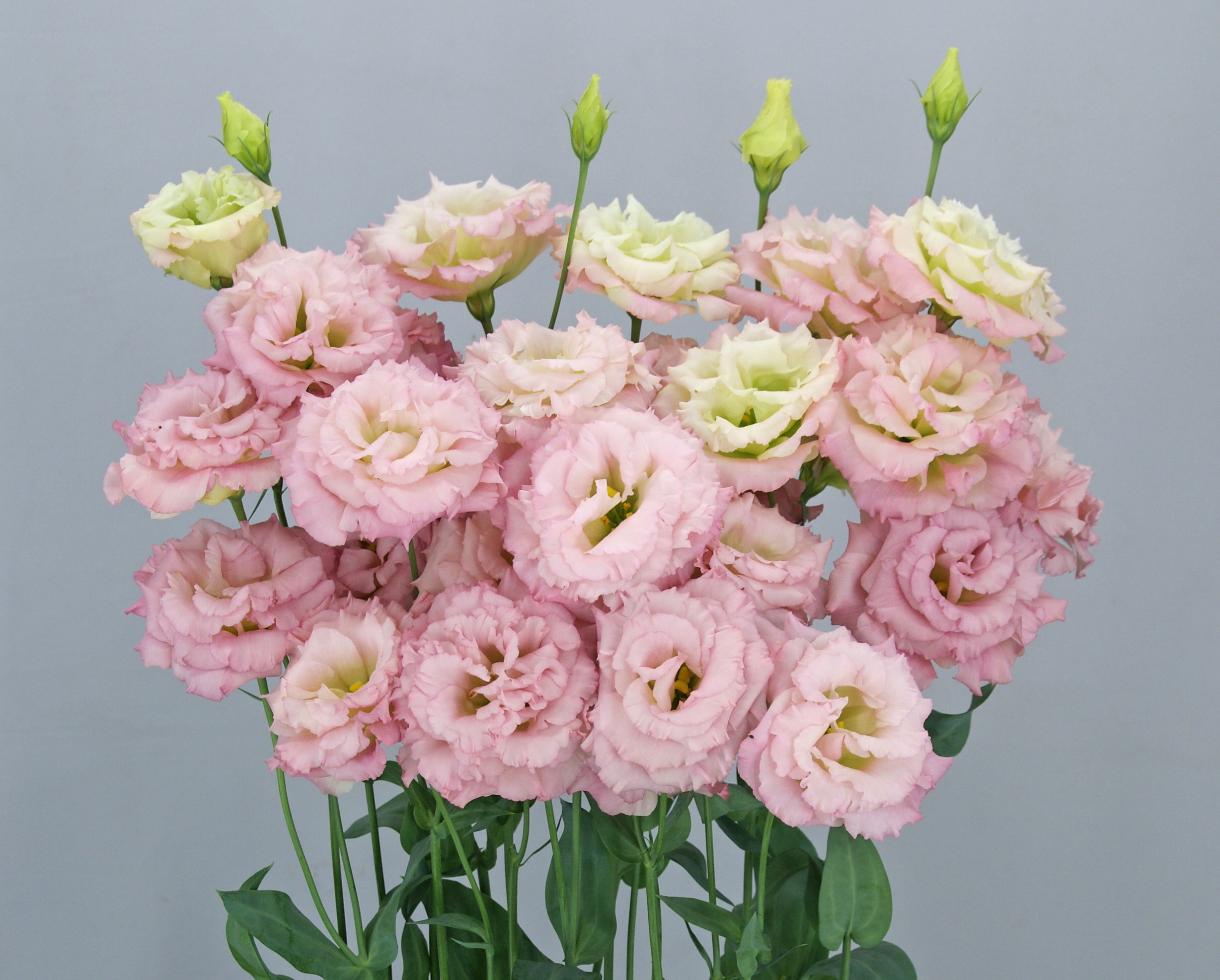 F10-516 Celeb 1 Aurora Pink