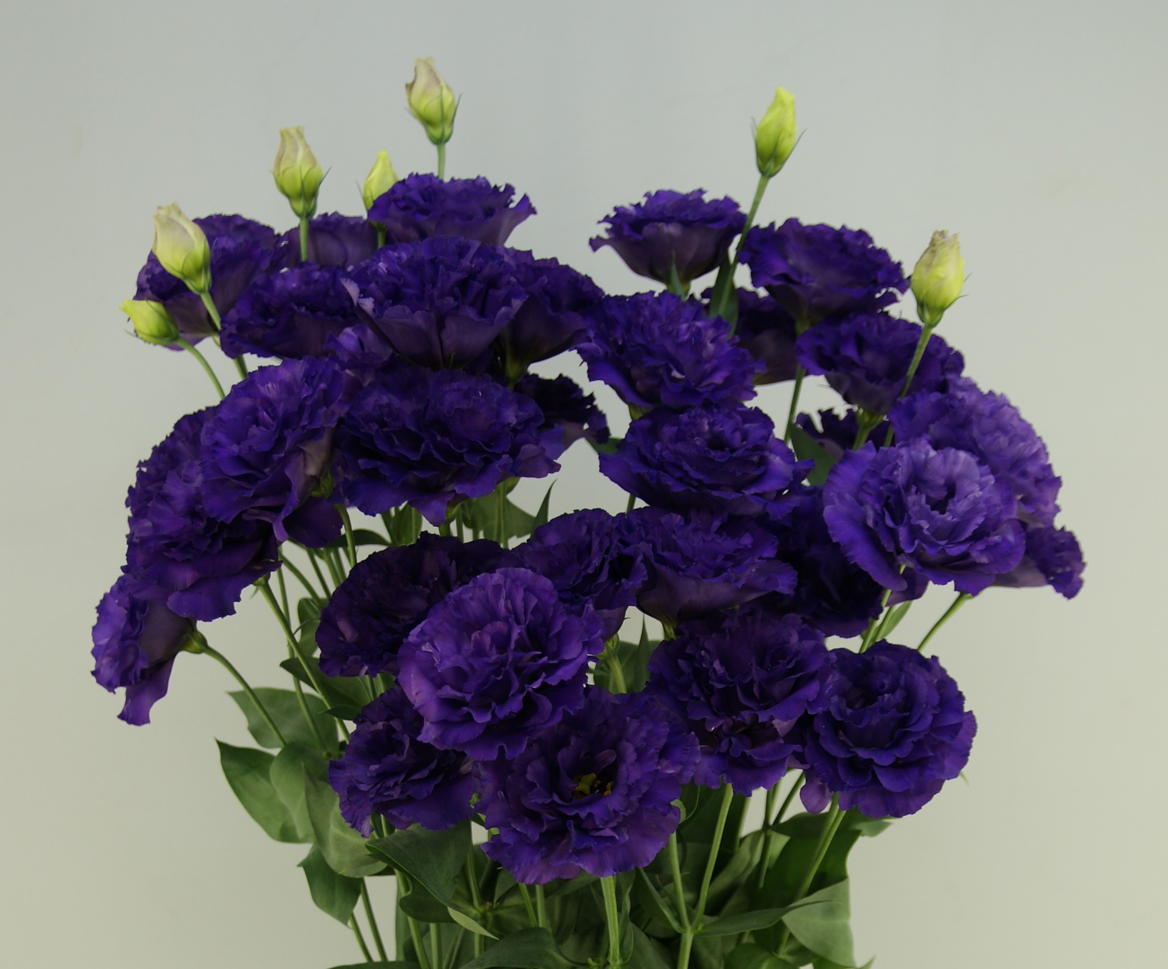 F05-049 Celeb 1 Blue