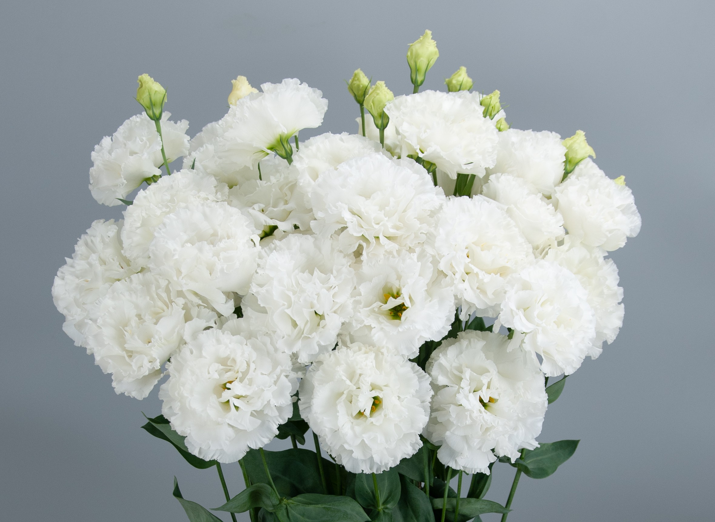 F17-308 Celeb 1 Crystal