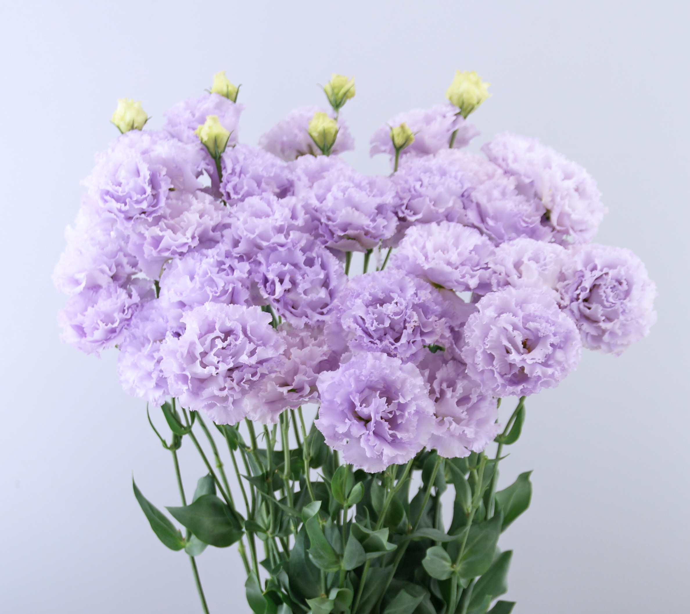 F17-606 Celeb 1 Lavender