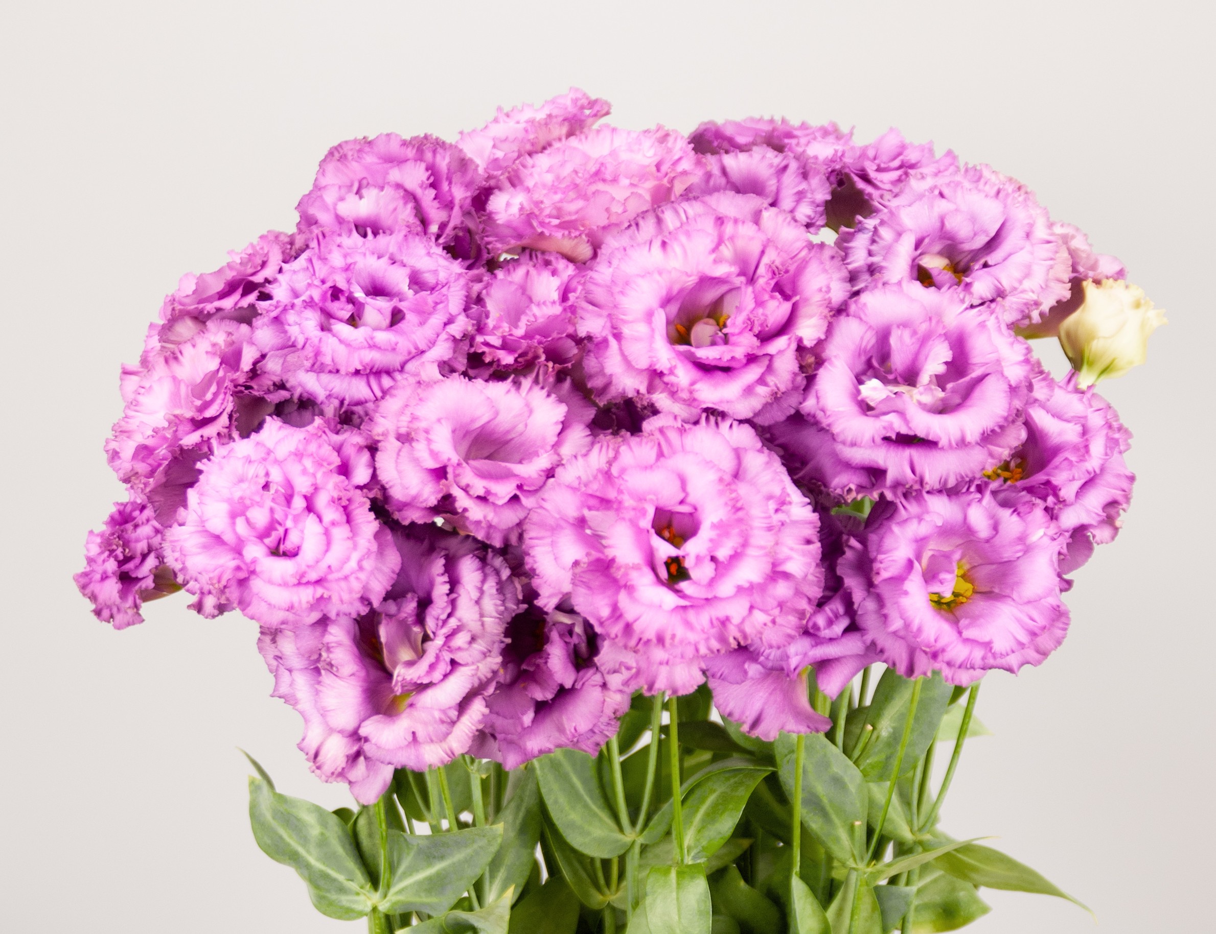 F16-157 Celeb 1 Lilac