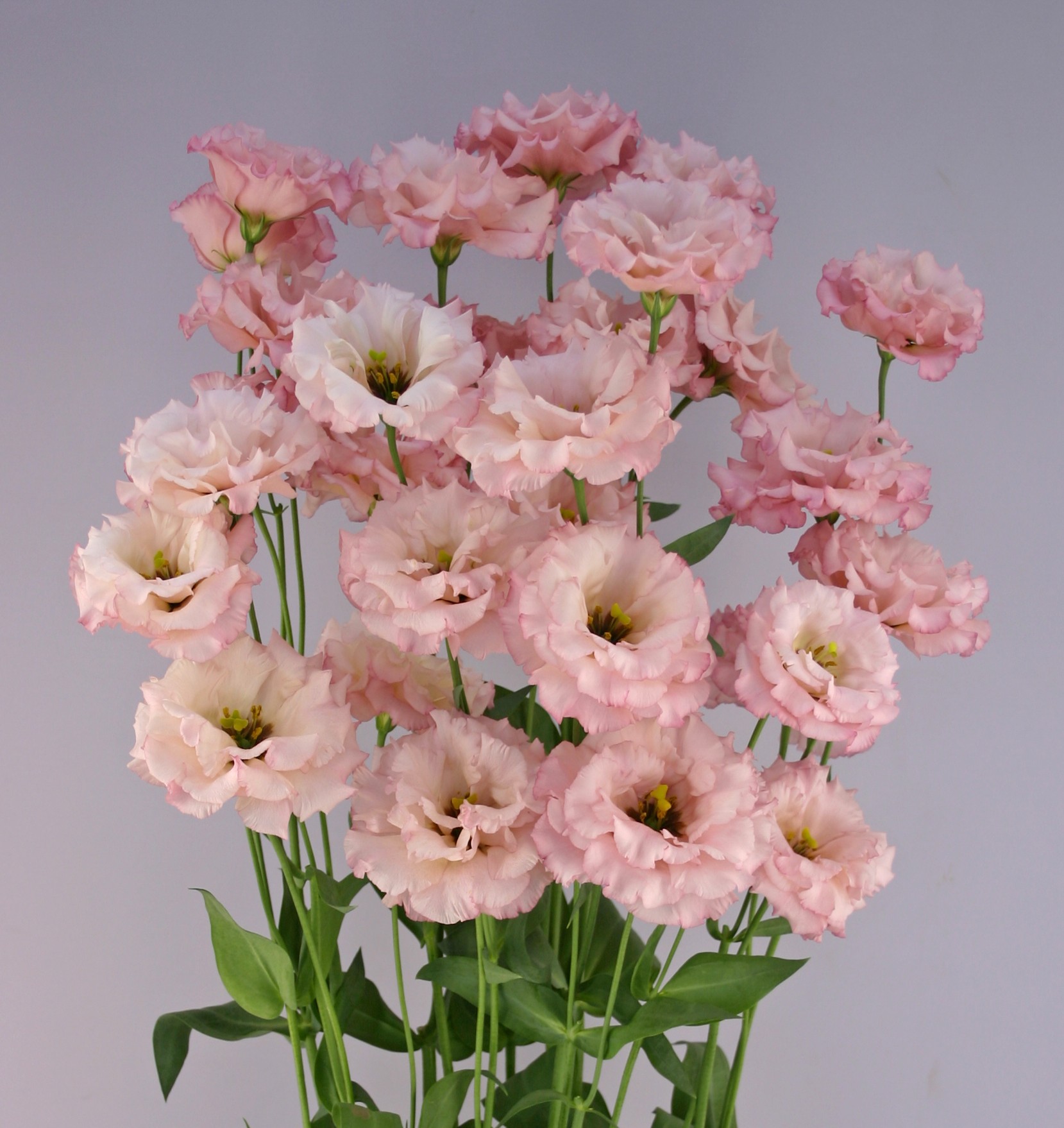 F05-174 Celeb 1 Pink