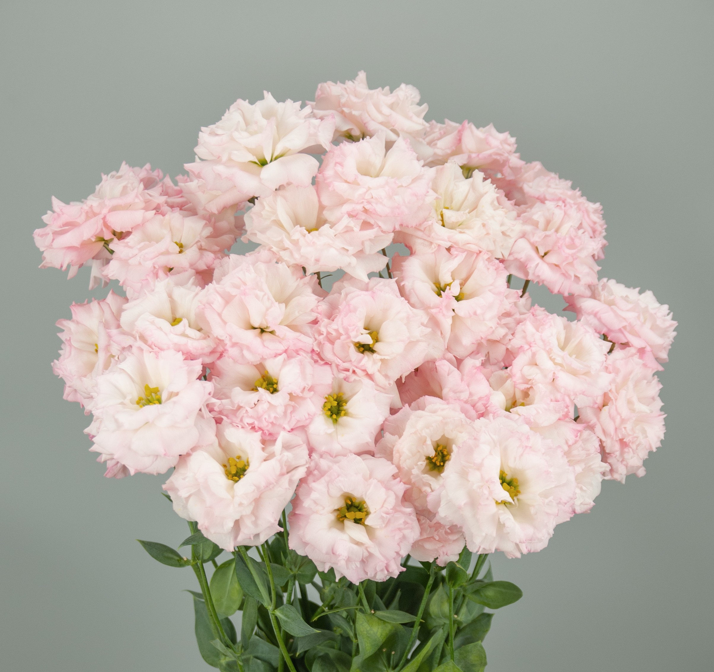 F16-007 Celeb 1 Sakura Pink