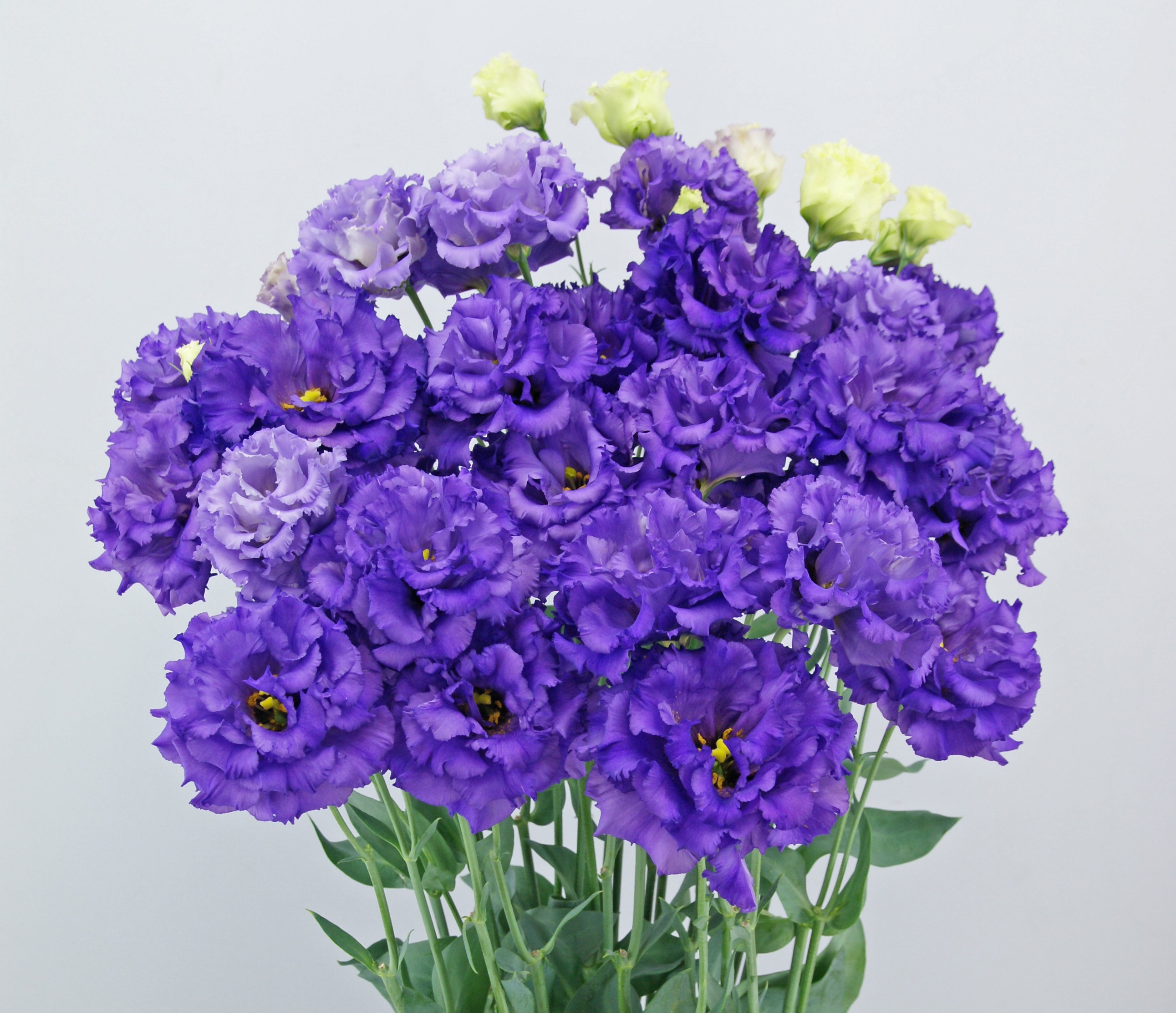 F07-530 Celeb 1 Violet