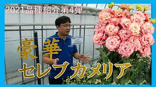 リシアンサスweb展示会大4弾　超豪華花　セレブカメリア