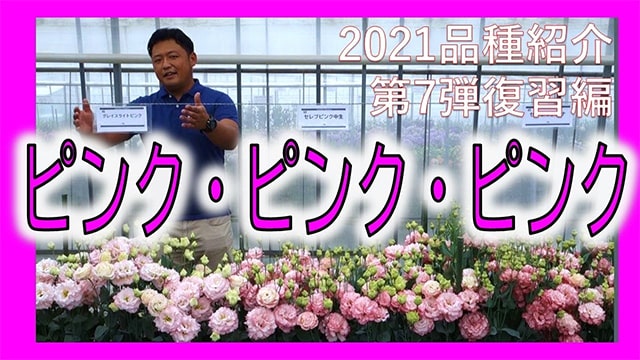 リシアンサスweb展示会第7弾　ピンク販売品3品種紹介
